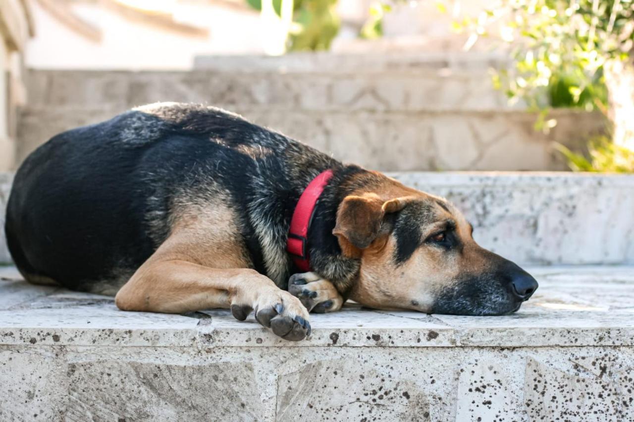 Tenuta Valle Dell Idro Otranto Con Piscina Casamassella Kültér fotó